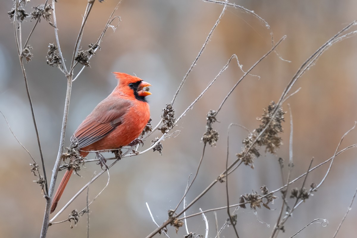 Northern Cardinal - ML645862515