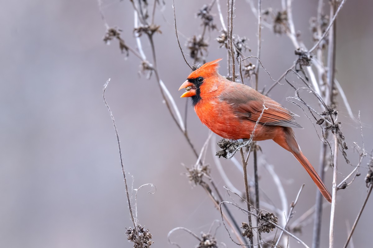 Northern Cardinal - ML645862519