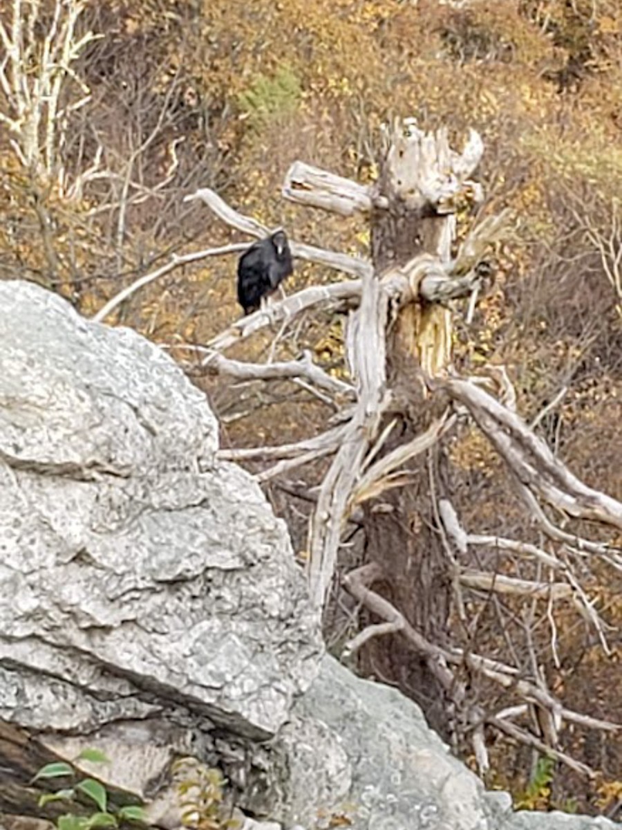 Black Vulture - ML645862521