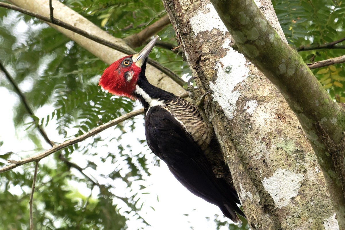 Crimson-crested Woodpecker - ML645862522