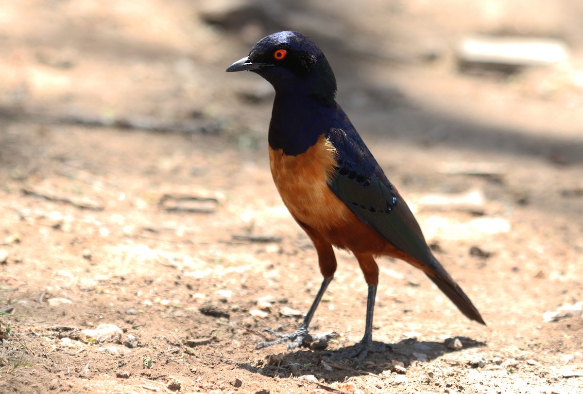 Hildebrandt's Starling - ML645862523
