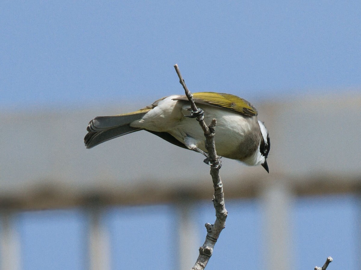 Bulbul Chino - ML645862524