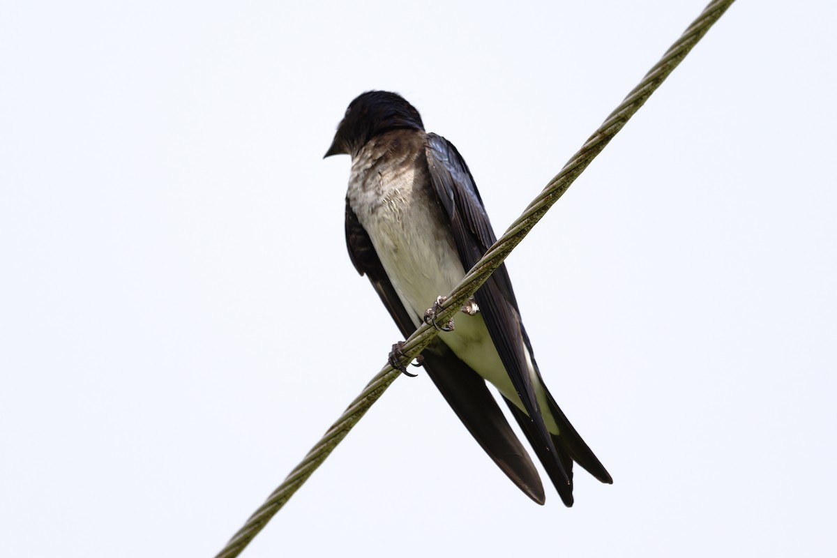 Golondrina Pechigrís - ML645862525