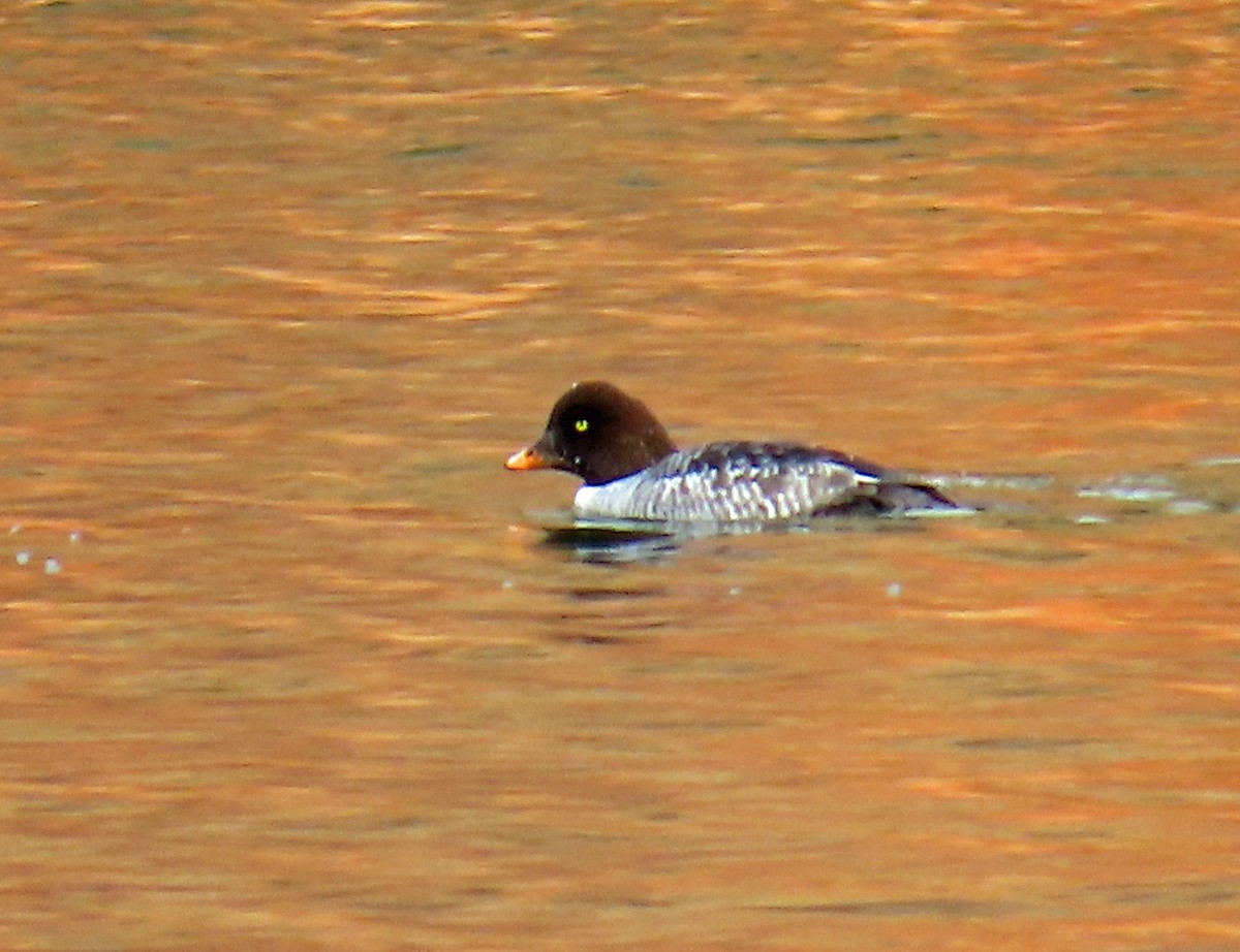Porrón Islándico - ML645862526