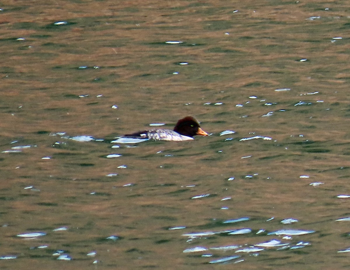 Porrón Islándico - ML645862527