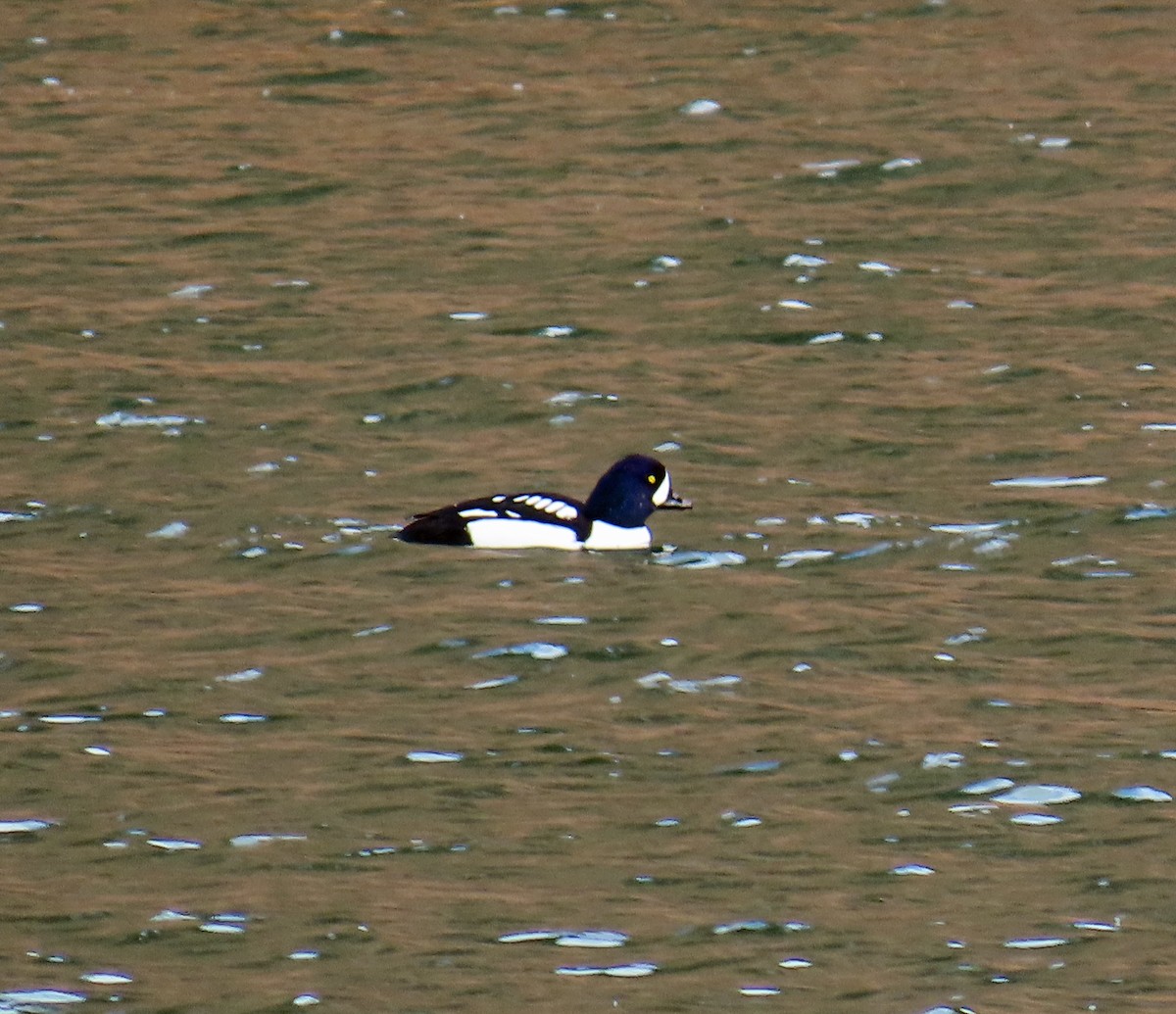 Porrón Islándico - ML645862528