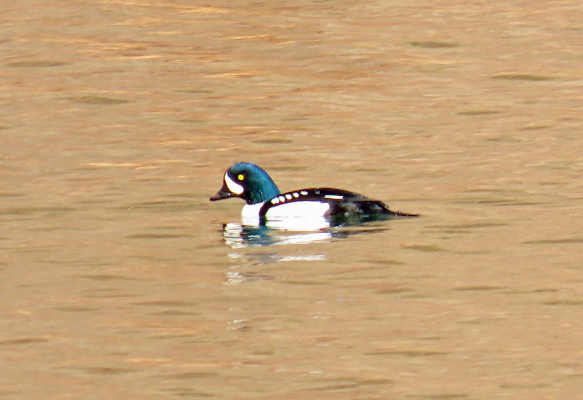 Porrón Islándico - ML645862529