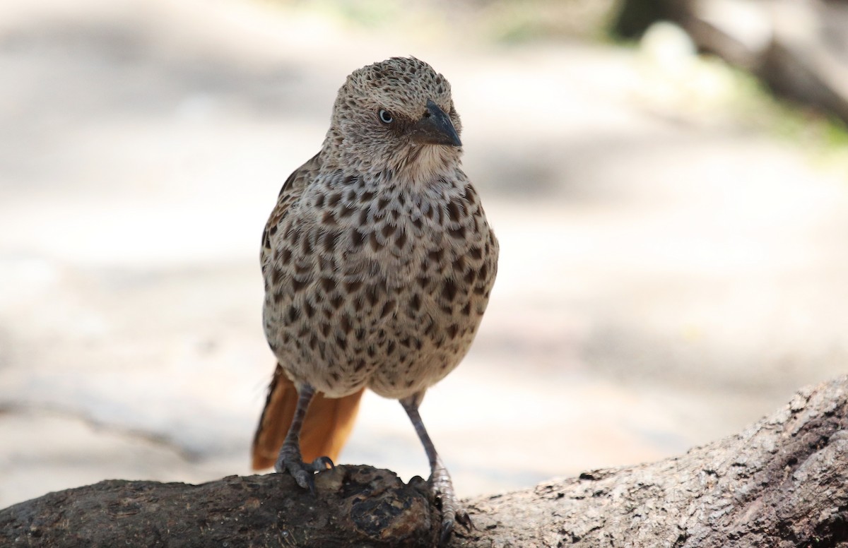 Tejedor Colirrojo - ML645862530