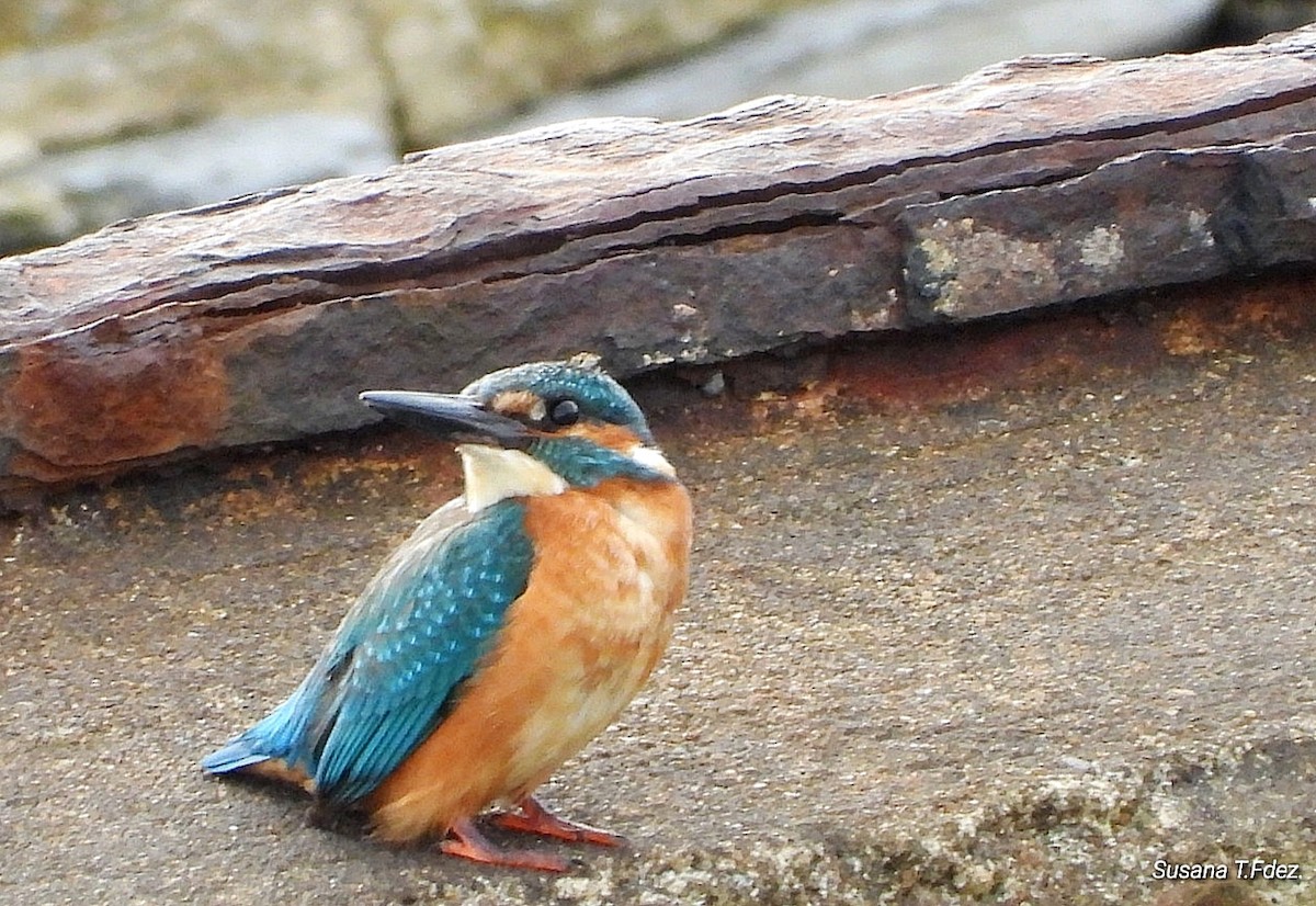 Martín Pescador Común - ML645862531