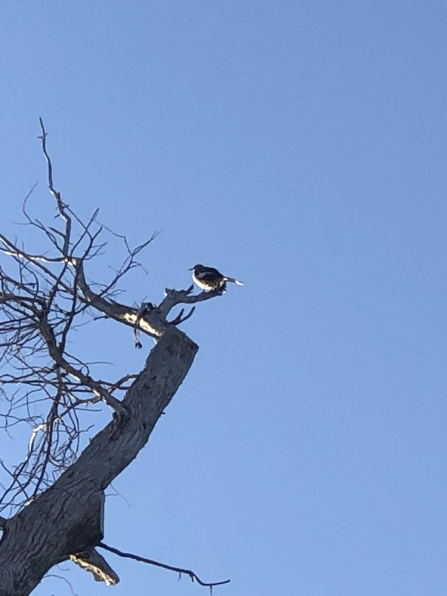 Sinsonte Norteño - ML645862532