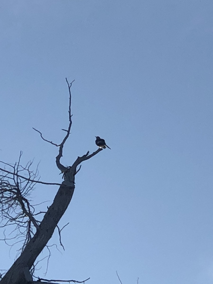 Sinsonte Norteño - ML645862533