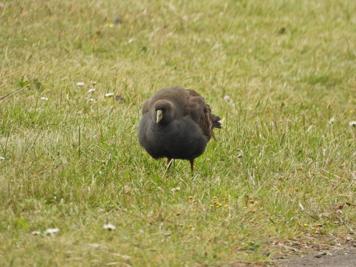 Gallineta Patirroja - ML645862534