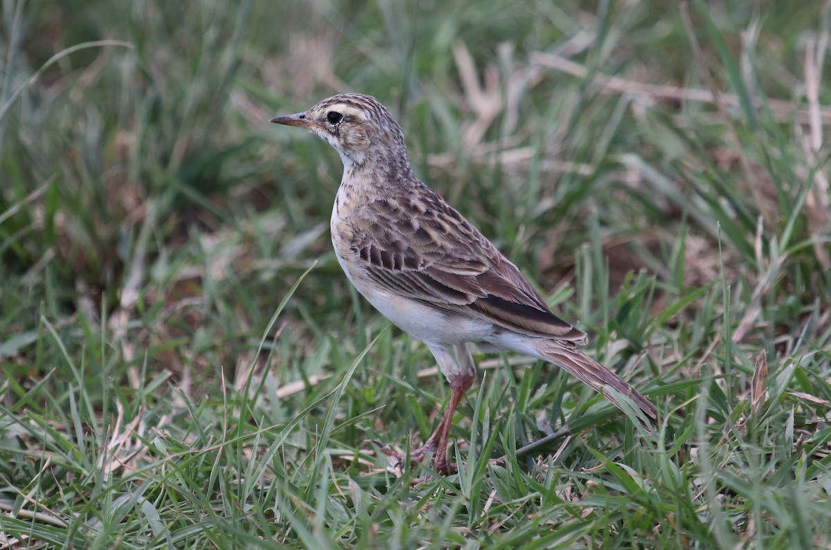 Bisbita Africano - ML645862535