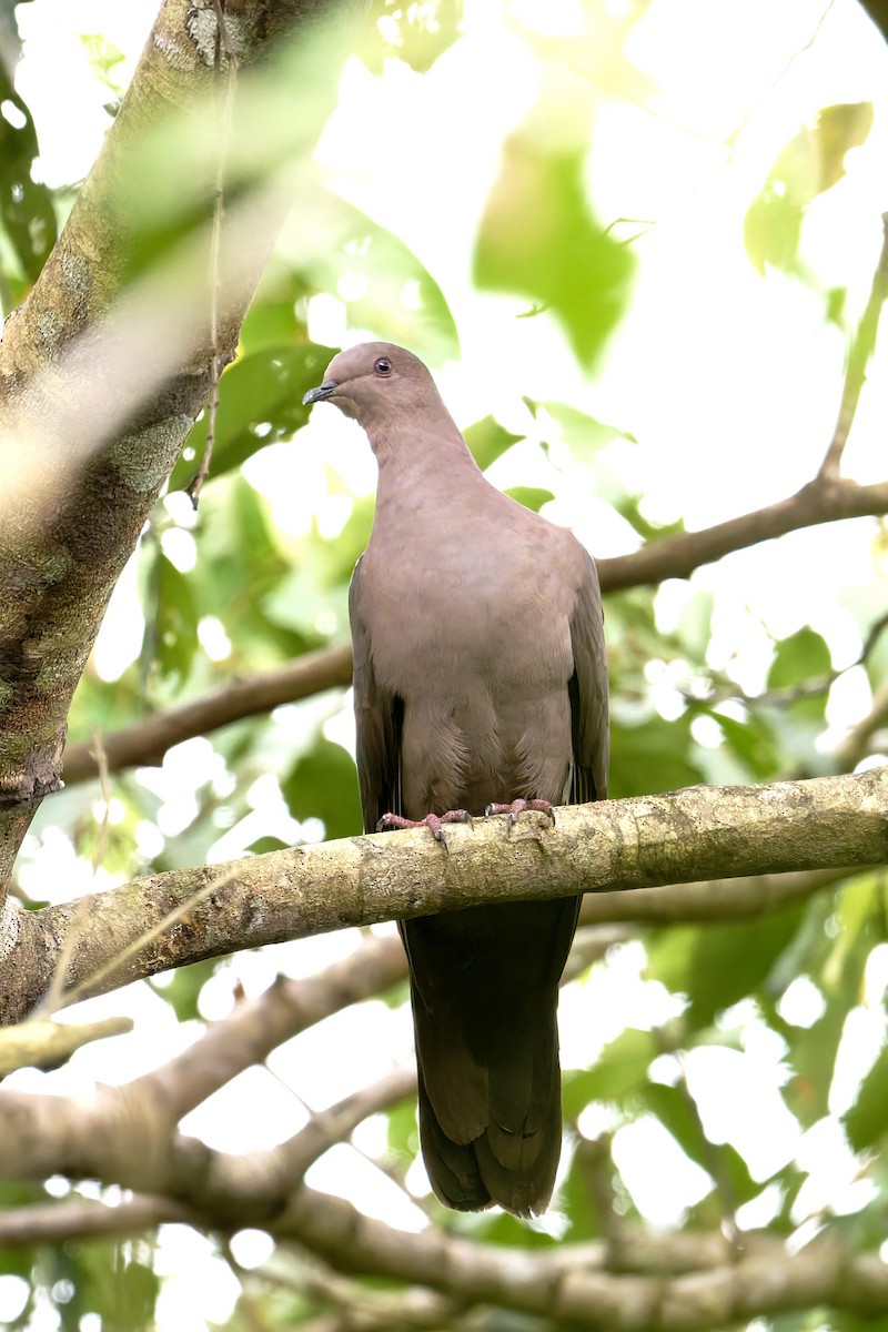 Paloma Vinosa (grupo purpureotincta) - ML645862536