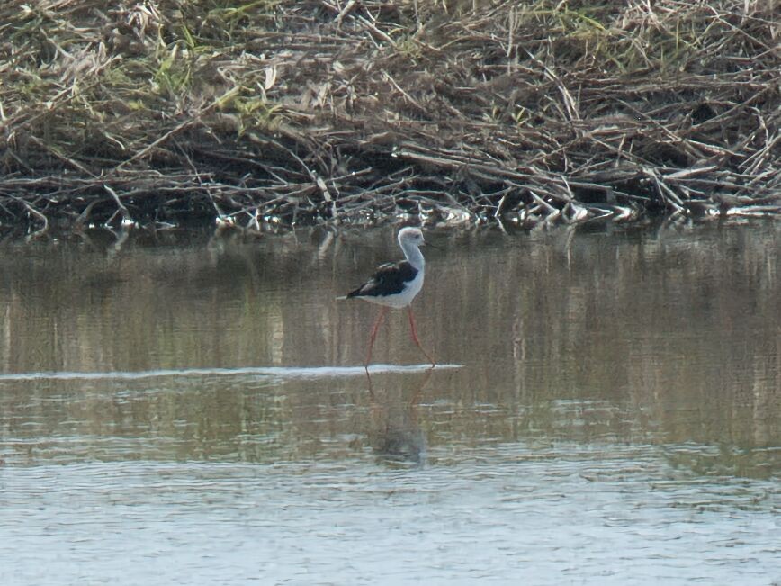 Cigüeñuela Común - ML645862537