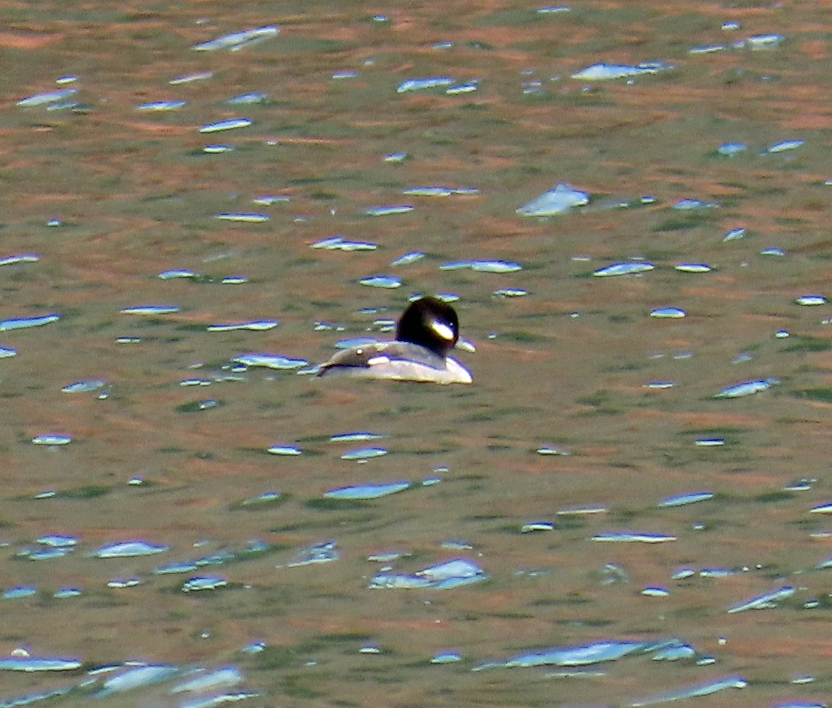 Porrón Albeola - ML645862538