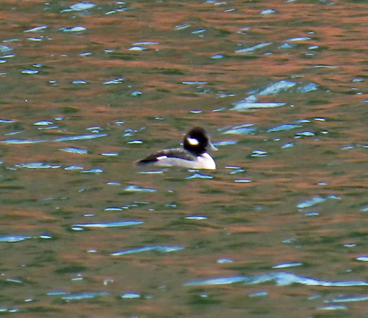 Porrón Albeola - ML645862539