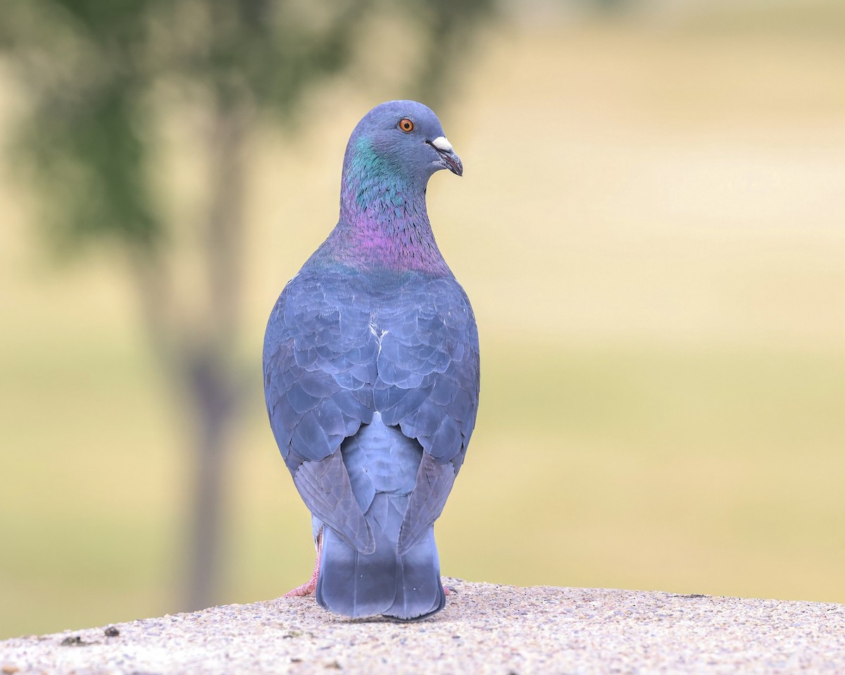 Paloma Bravía (variedad doméstica) - ML645862542