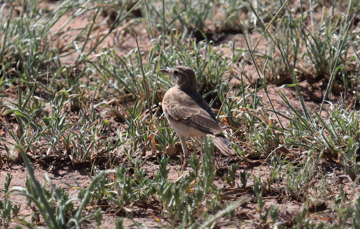 Bisbita Liso - ML645862543