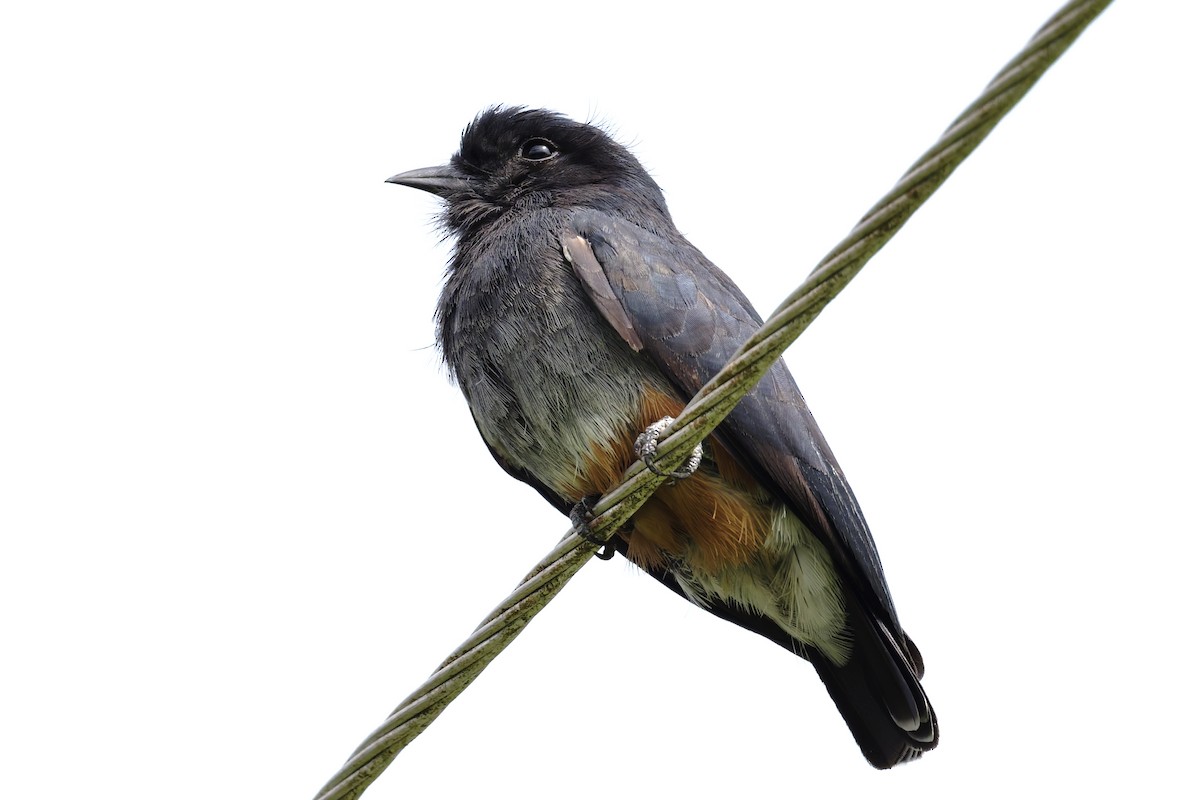 Buco Golondrina - ML645862544