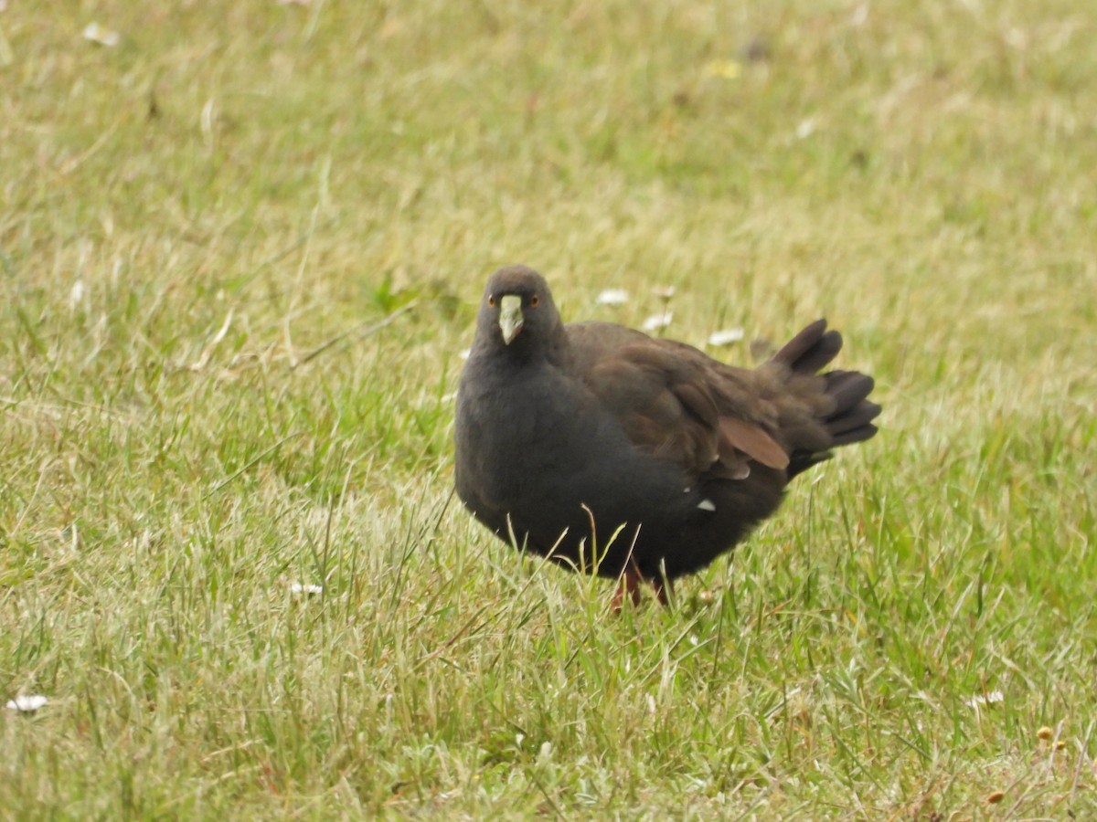 Gallineta Patirroja - ML645862545