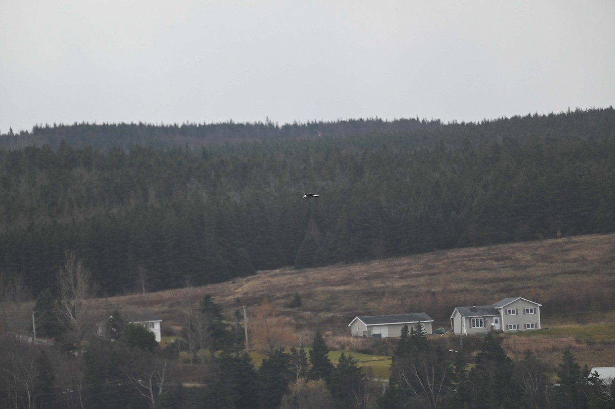 Pigargo Americano - ML645862546