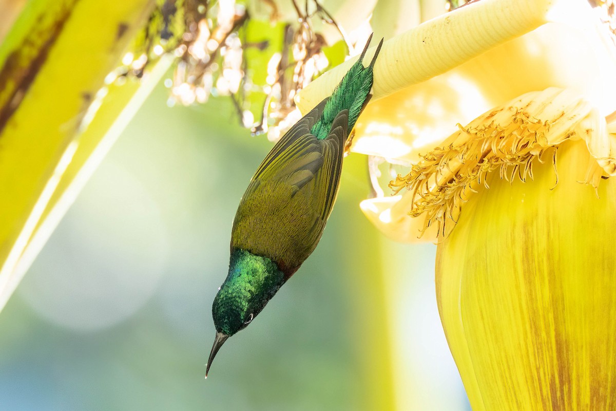 Suimanga de Christina - ML645862554