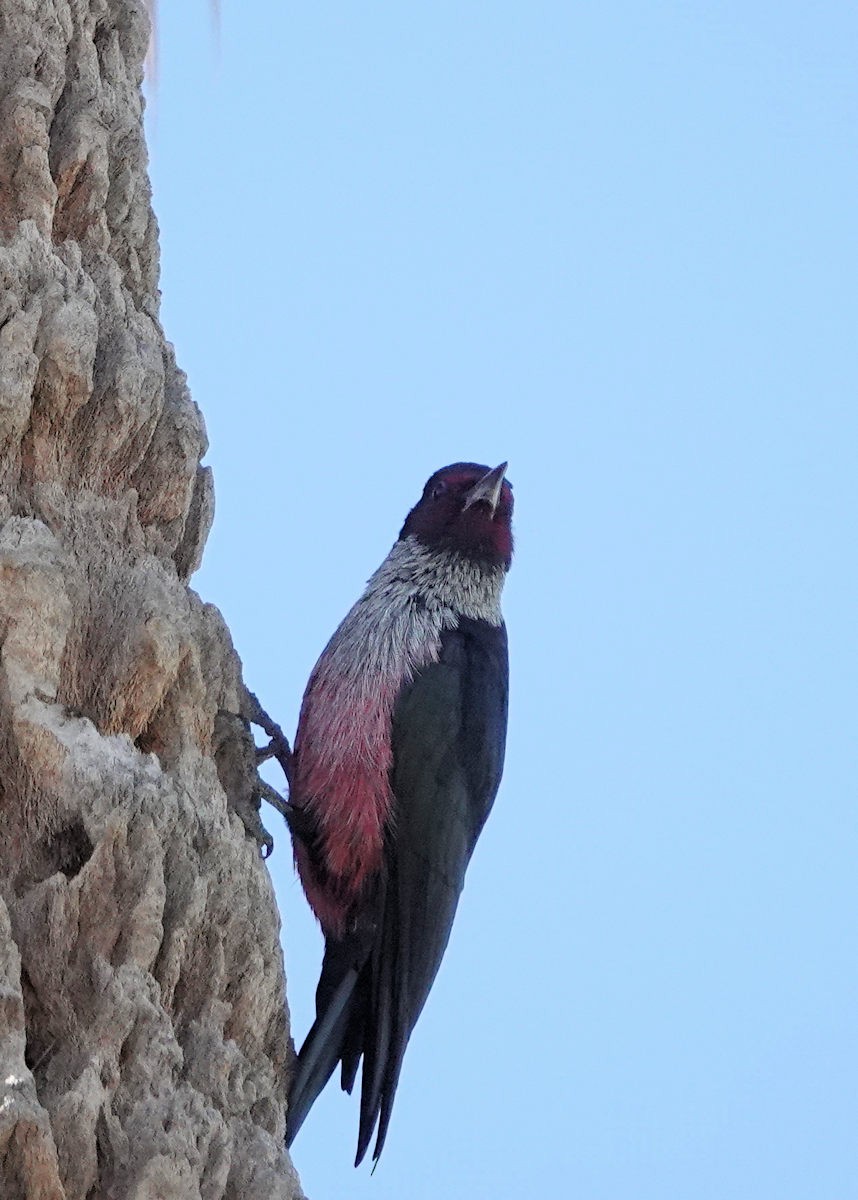 Carpintero de Lewis - ML645862555