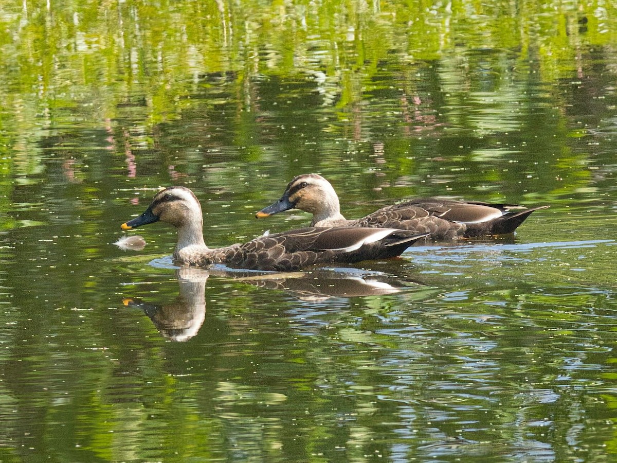 Ánade Picopinto Chino - ML645862556