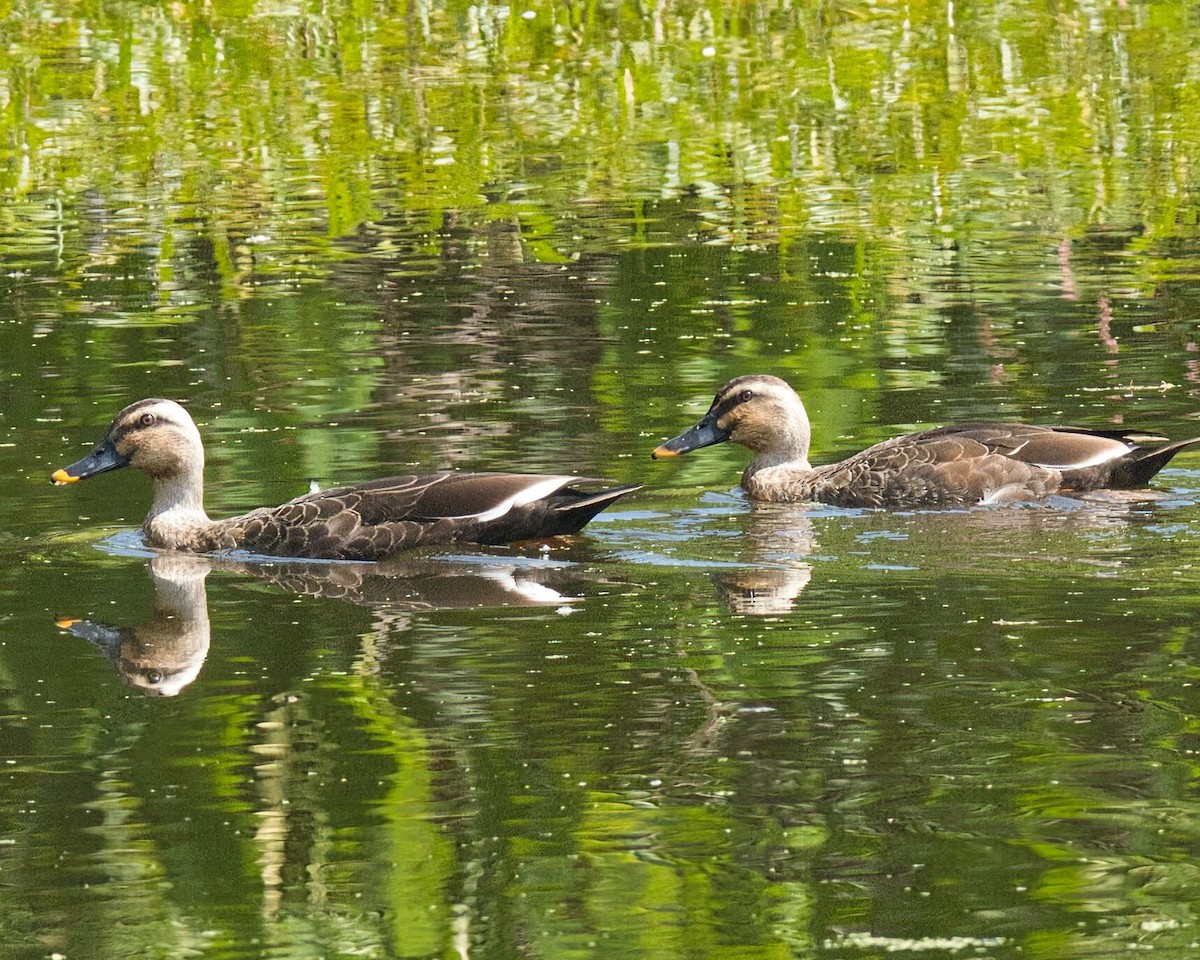 Ánade Picopinto Chino - ML645862557