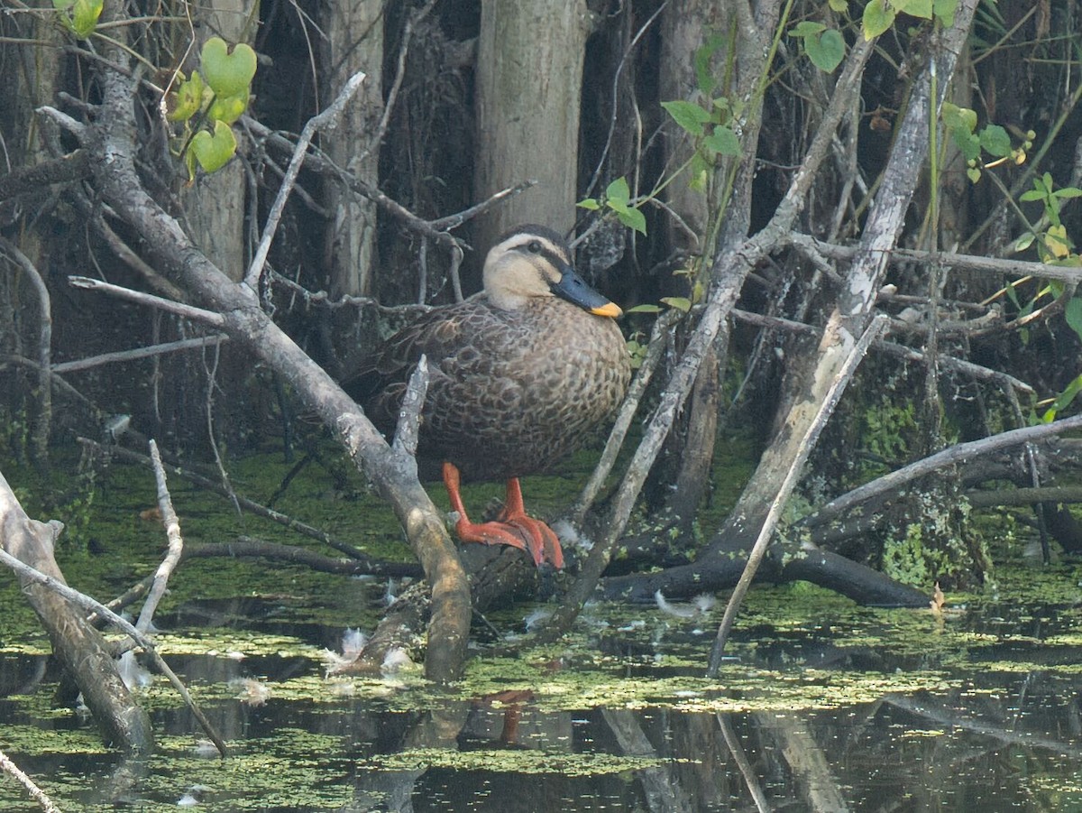 Ánade Picopinto Chino - ML645862558