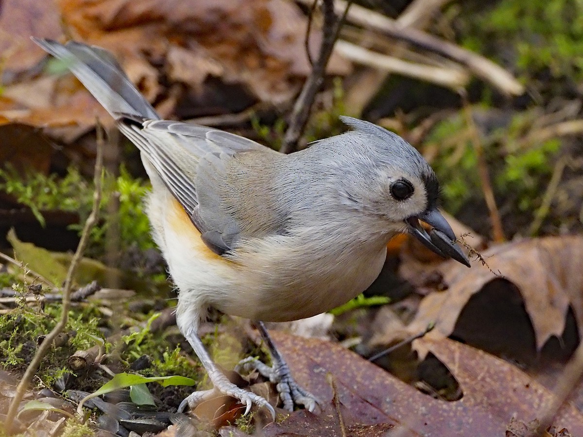 gråduskmeis - ML645862559