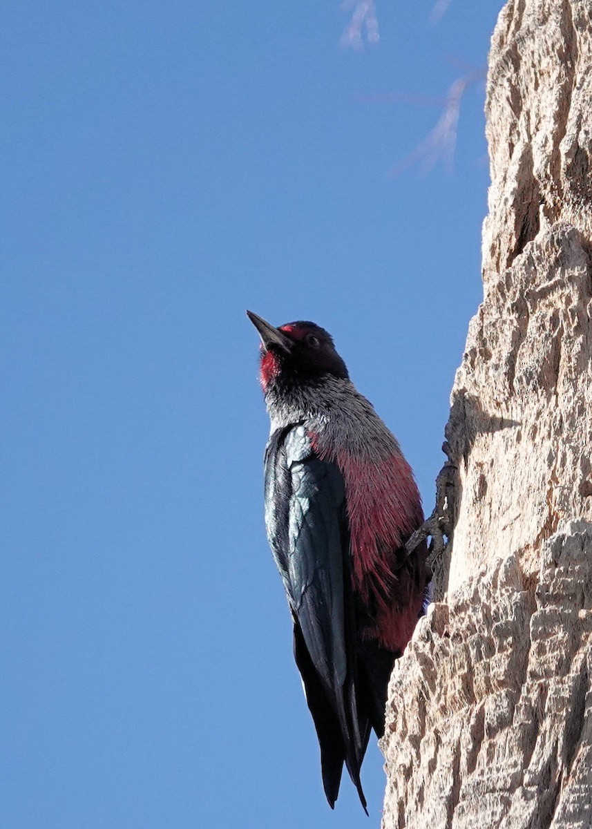 Carpintero de Lewis - ML645862560