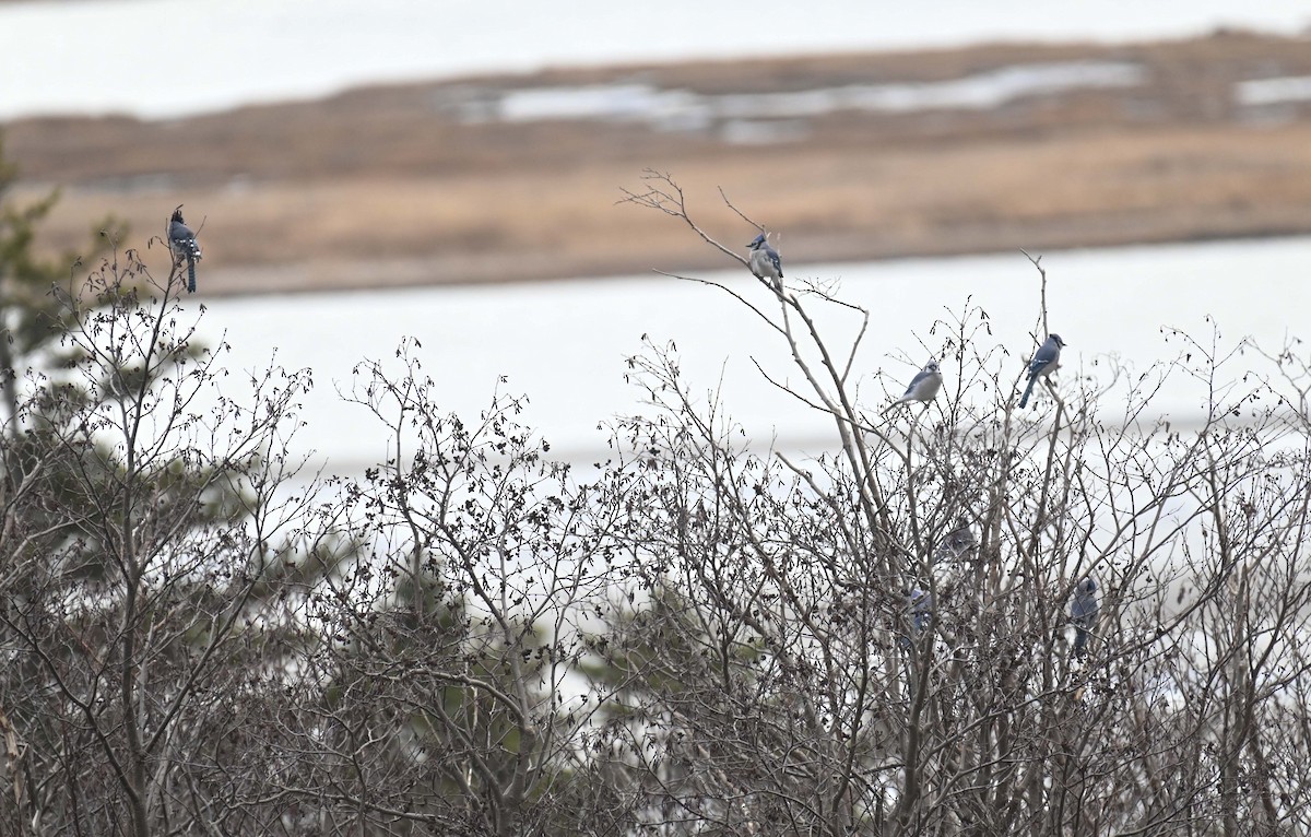 Blue Jay - ML645862561