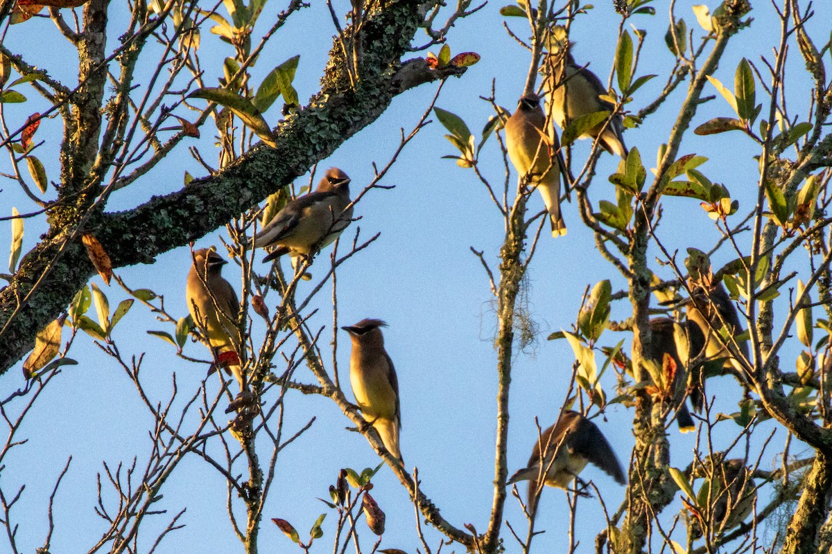 Cedar Waxwing - ML645862568