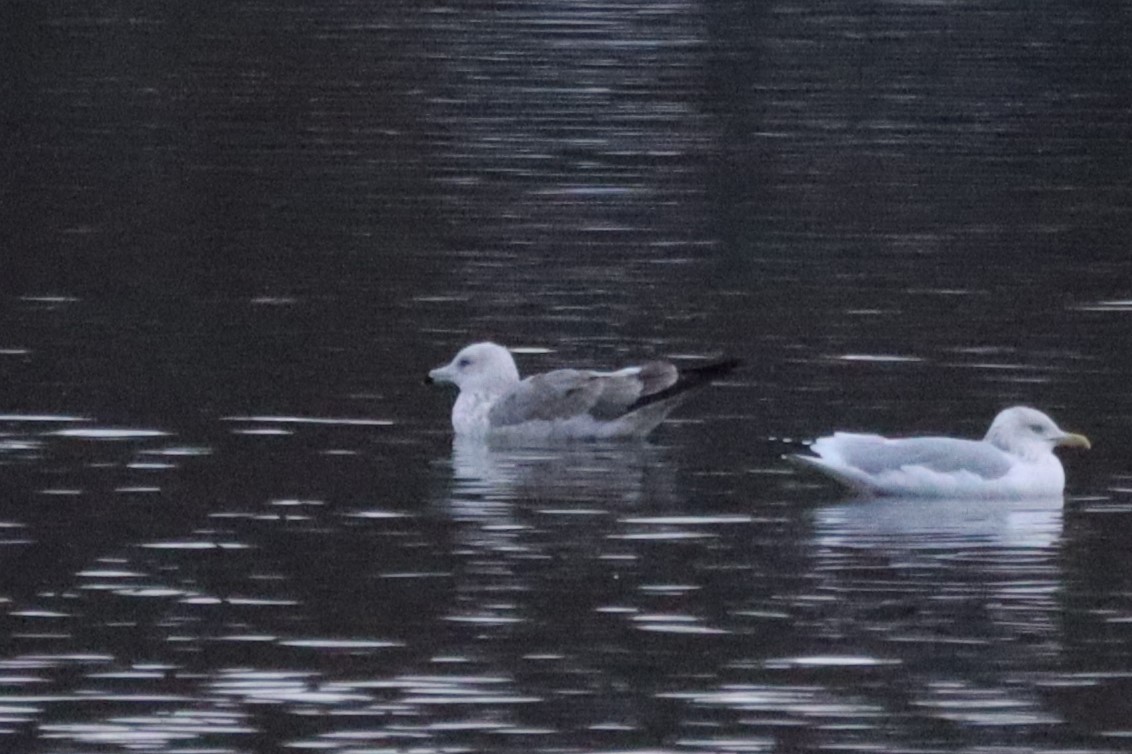 Larus sp. - ML645862585
