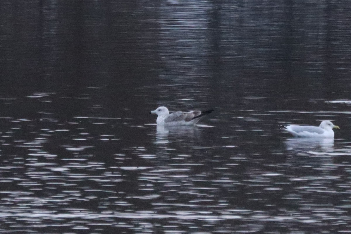 Larus sp. - ML645862587