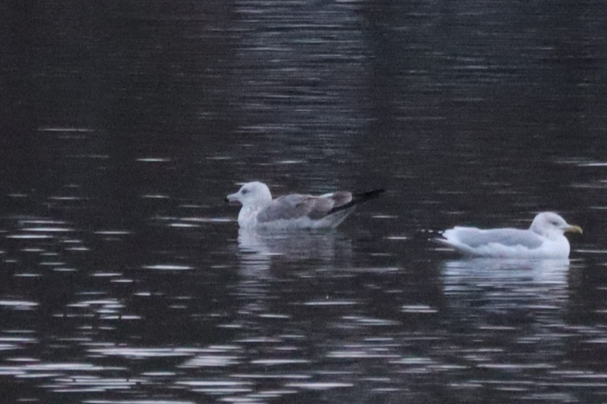 Larus sp. - ML645862588