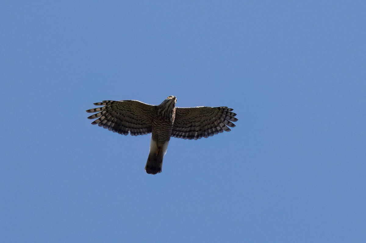 Crested Goshawk - ML645862590
