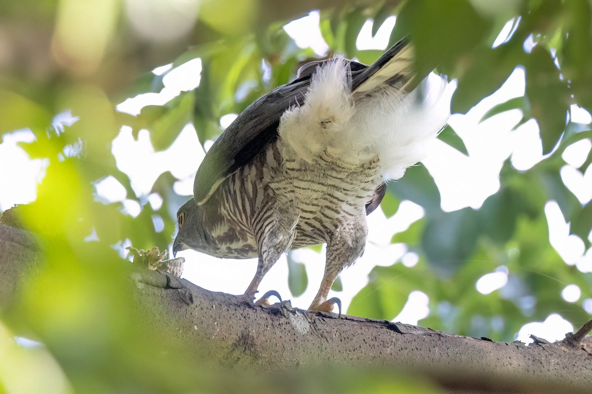 Crested Goshawk - ML645862591