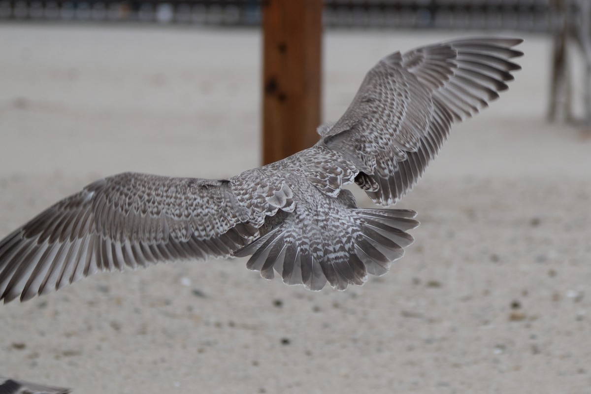 Iceland Gull (Thayer's) - ML645862592