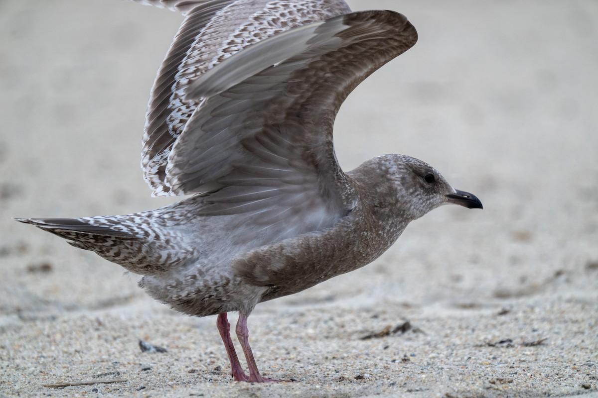 Iceland Gull (Thayer's) - ML645862593
