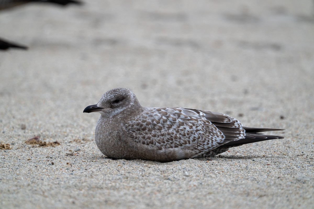 Iceland Gull (Thayer's) - ML645862594