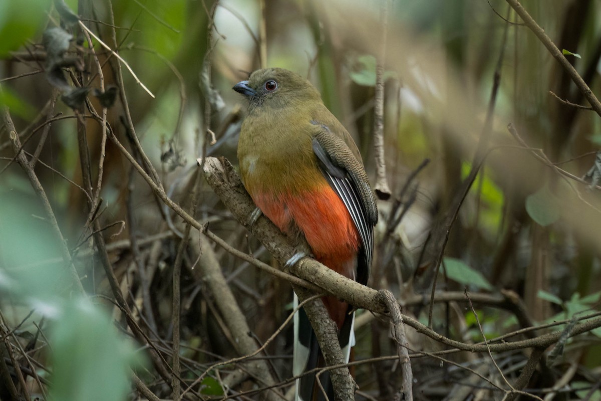 Red-headed Trogon - ML645862601