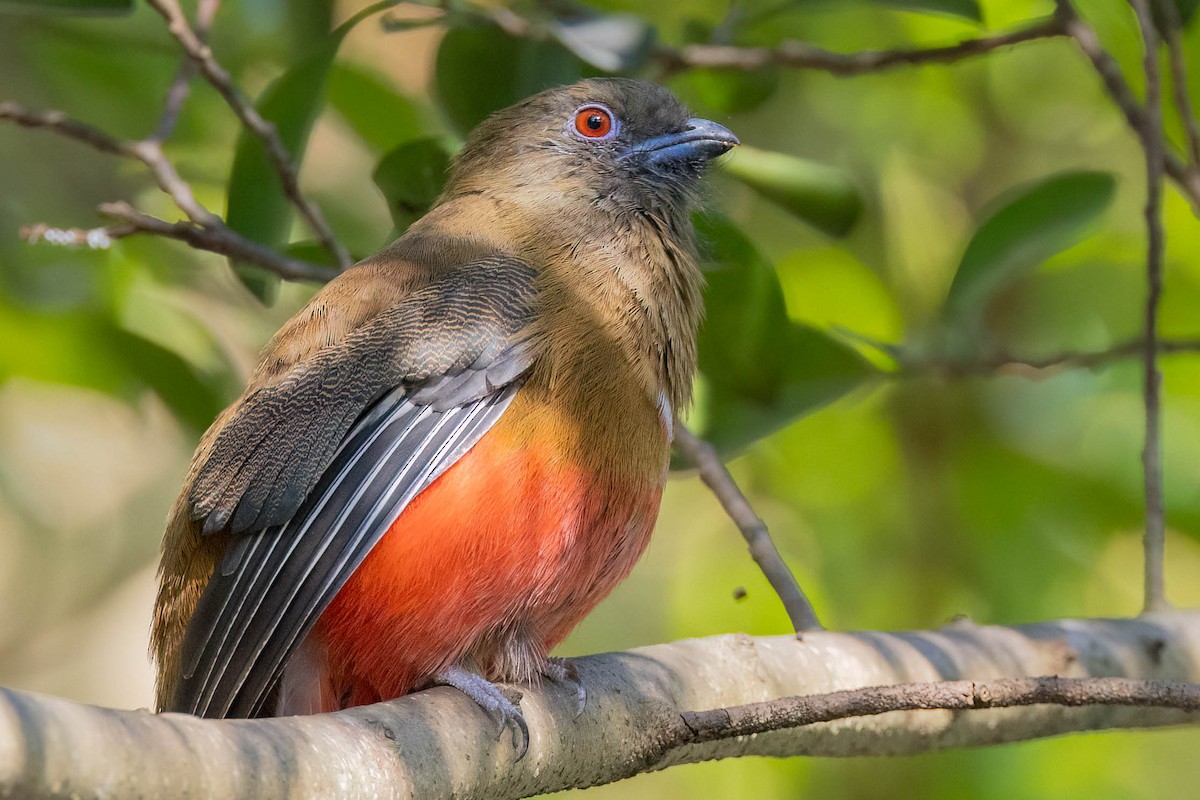 Red-headed Trogon - ML645862602