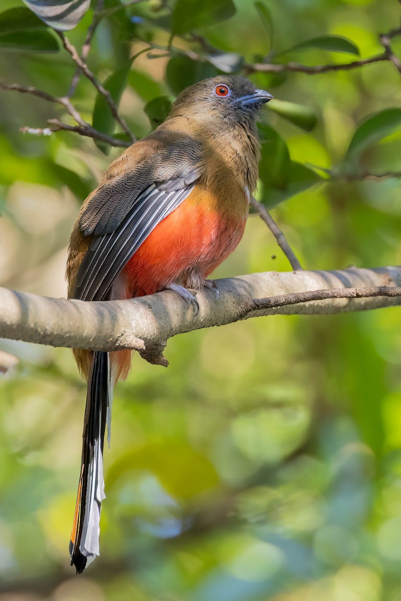 Red-headed Trogon - ML645862603