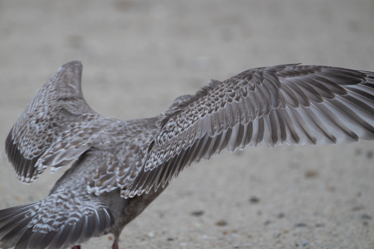 Iceland Gull (Thayer's) - ML645862610