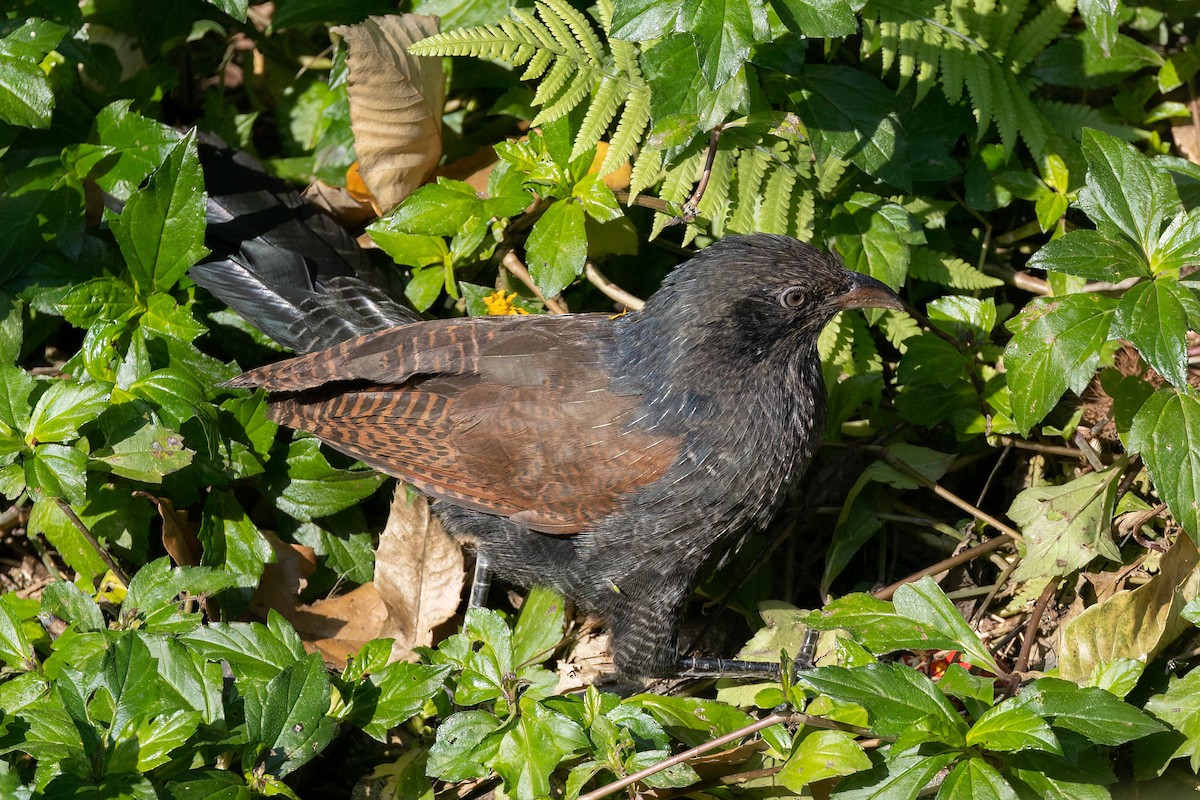 Greater Coucal - ML645862613