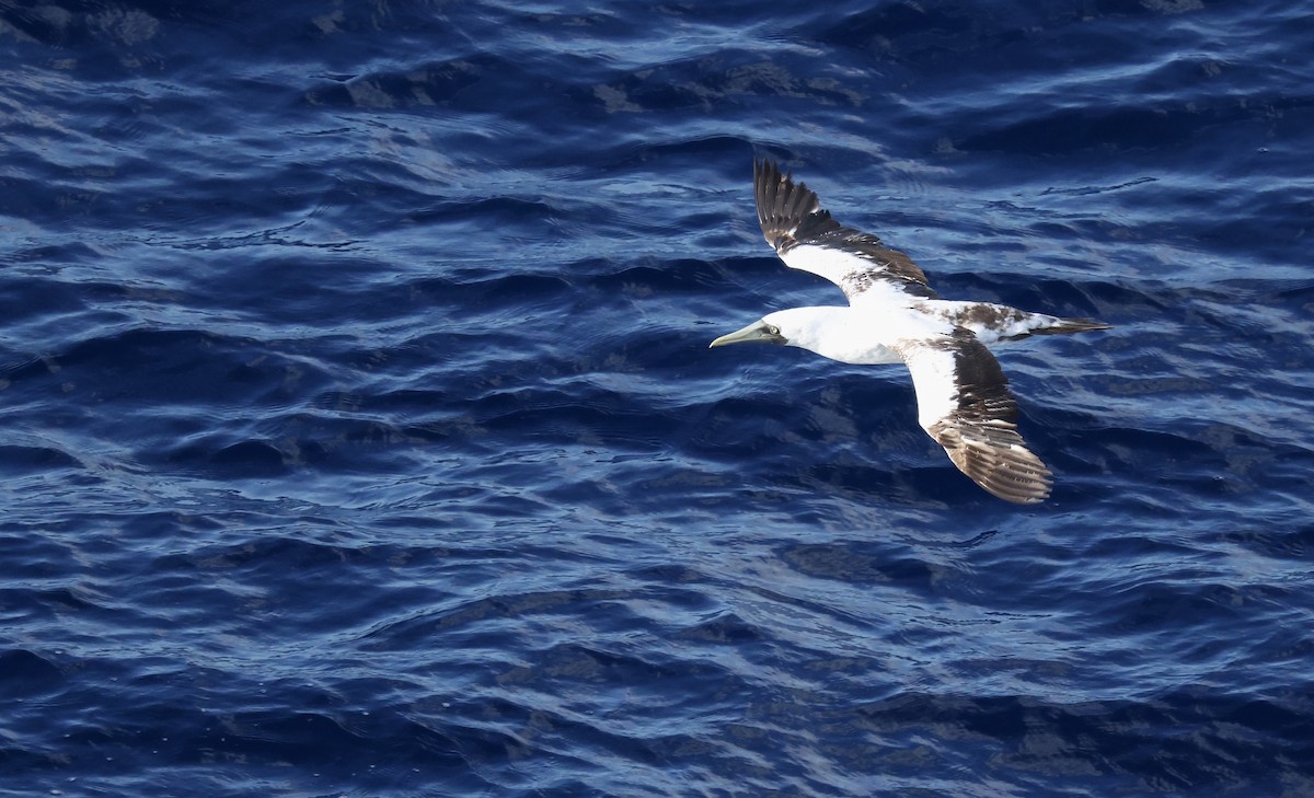 Alcatraz Atlántico - ML645862615