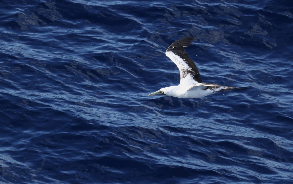 Alcatraz Atlántico - ML645862616